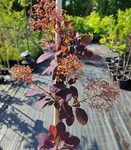 Cotinus coggygria 'Royal Purple' 50cm kmeň
